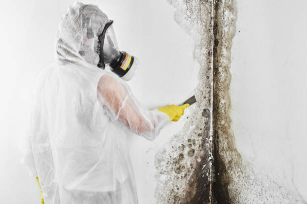 Best Commercial Mold Remediation in Central City, IA