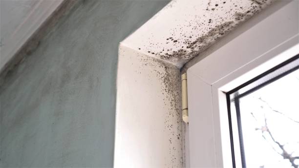 Best Bathroom Mold Remediation in Central City, IA