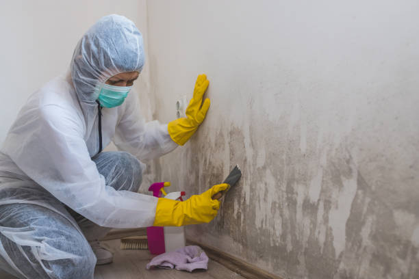 Best Industrial Mold Remediation in Central City, IA