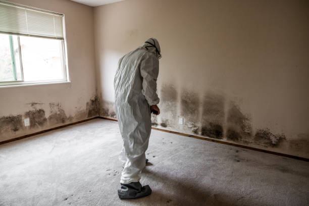 Best Crawl Space Mold Remediation in Central City, IA