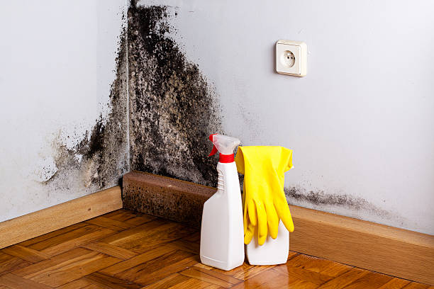 Best Mold Testing and Inspection Services in Central City, IA