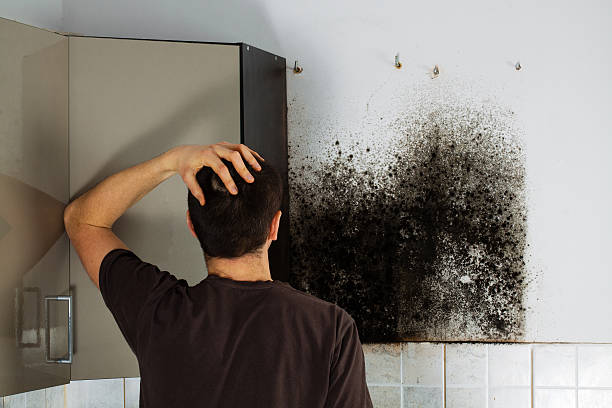 Best DIY Mold Remediation Support Services in Central City, IA