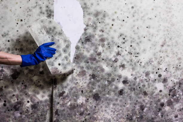 Reliable Central City, IA Mold Remediation Solutions