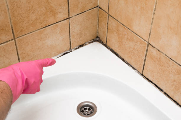 Best Insurance-Related Mold Remediation in Central City, IA